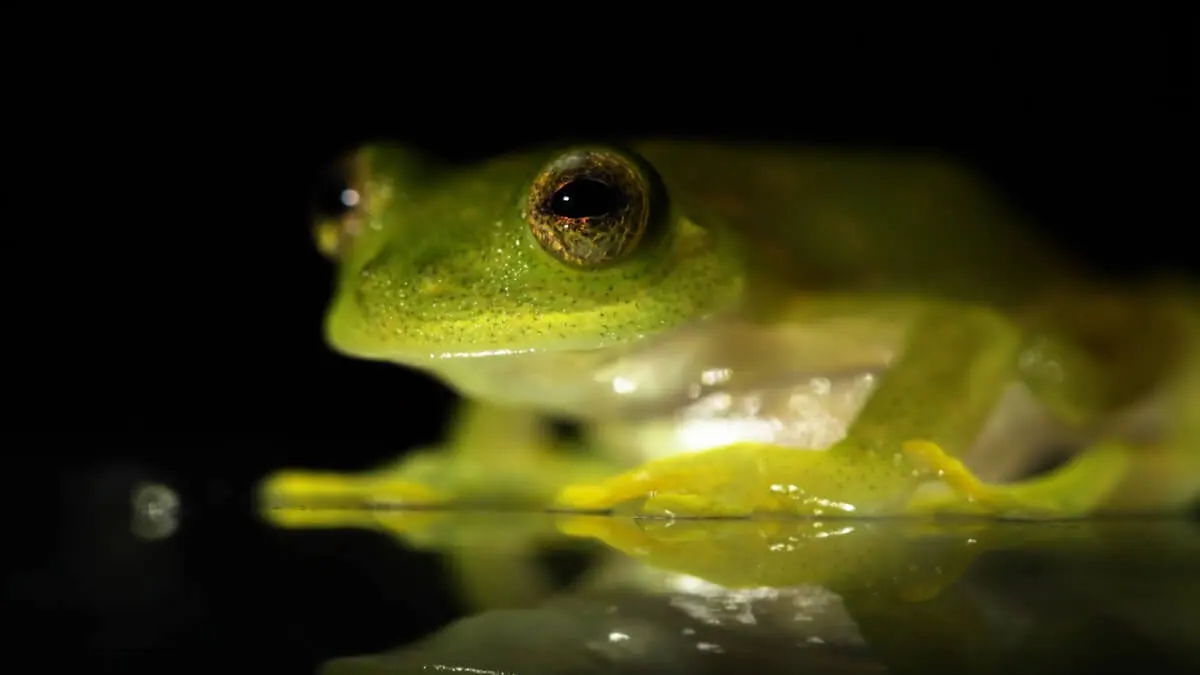 Tree frog in Cusuco National Park