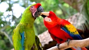 Guacamaya Fest Honduras