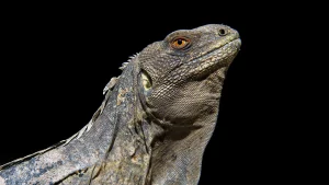 Samo Negro - Especies Endémicas Honduras