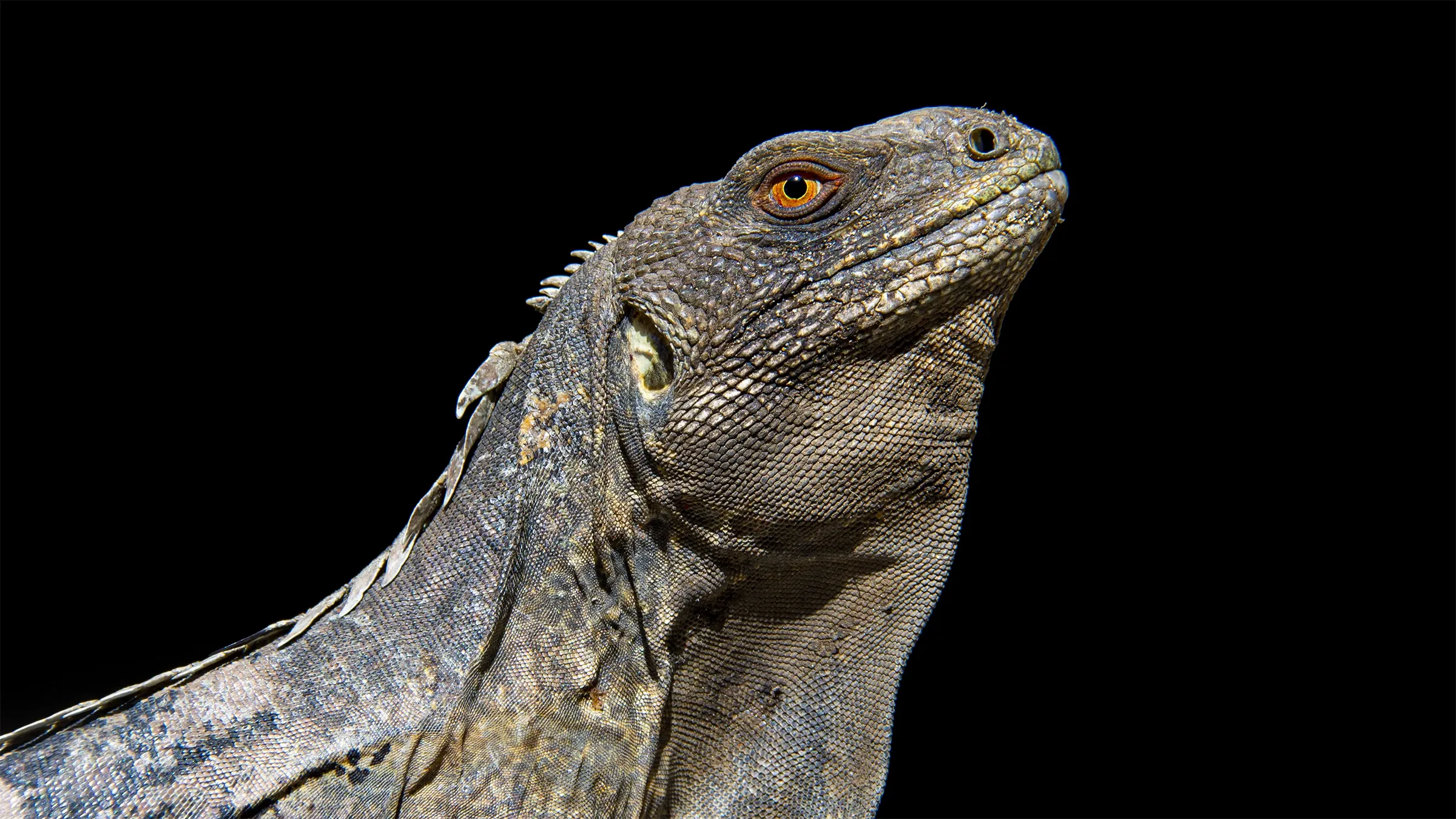 Samo Negro - Especies Endémicas Honduras